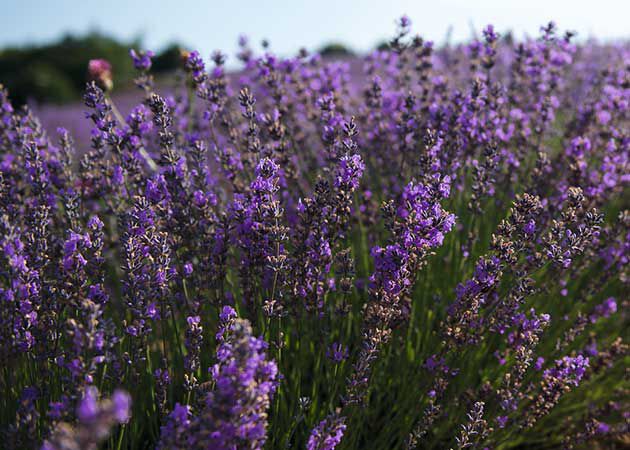 ALL ABOUT LAVENDER